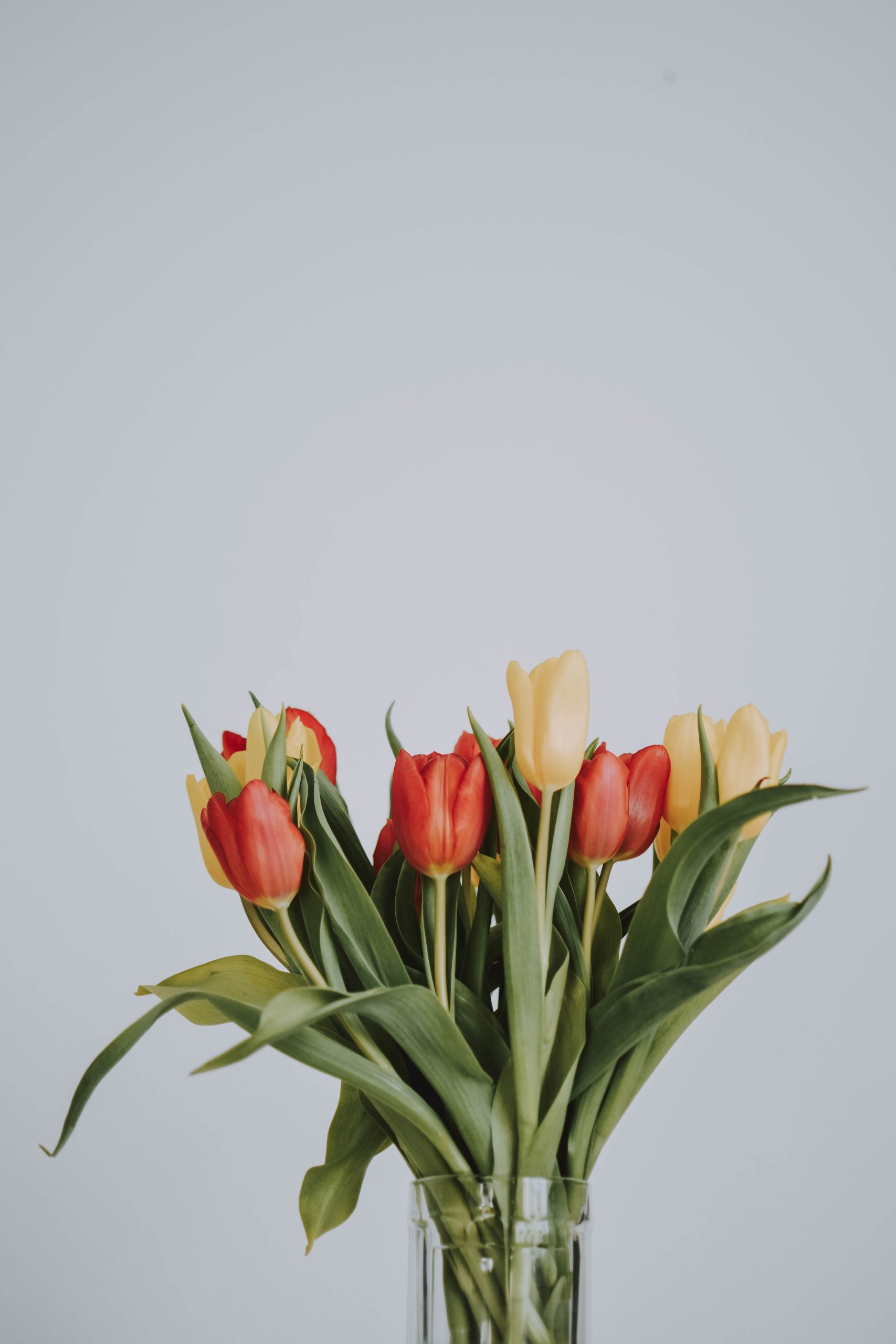 hoa-tulip-trang-tri-ban-tiec