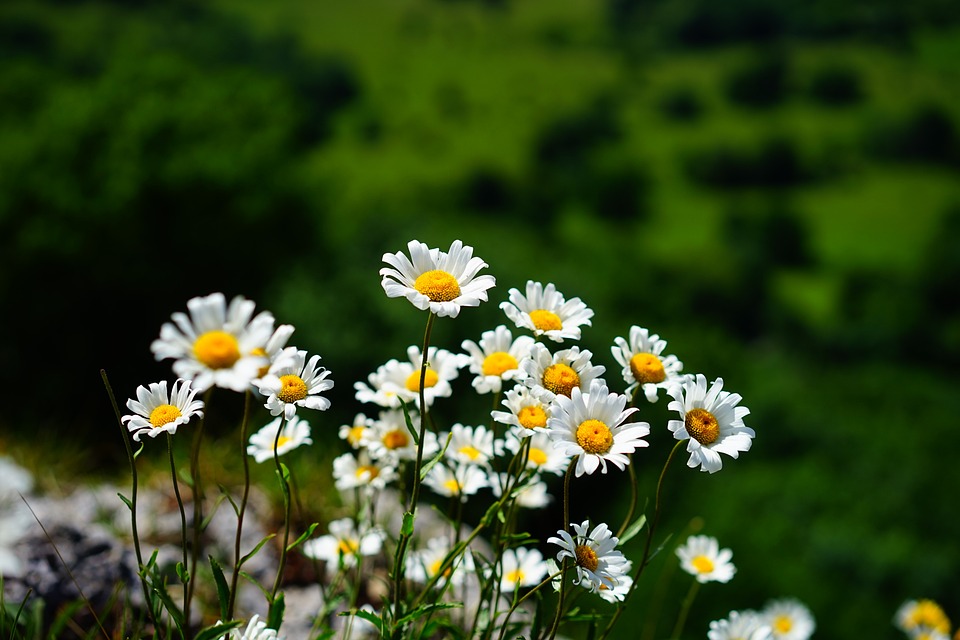 Hoa cúc họa mi - Ý nghĩa to trong những cánh hoa bé nhỏ